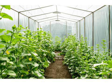 inside greenhouse image